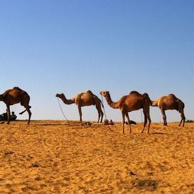 Pushkar, Rajasthan: Pushkar, Rajasthan