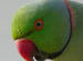 Indian Ringneck Parrot / Parakeet