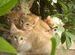 Panch (Five) kittens