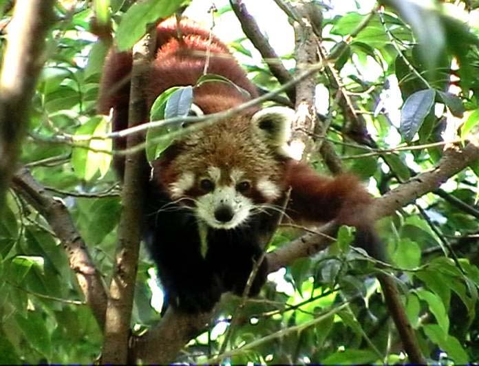 Red Panda - India Travel Forum | IndiaMike.com