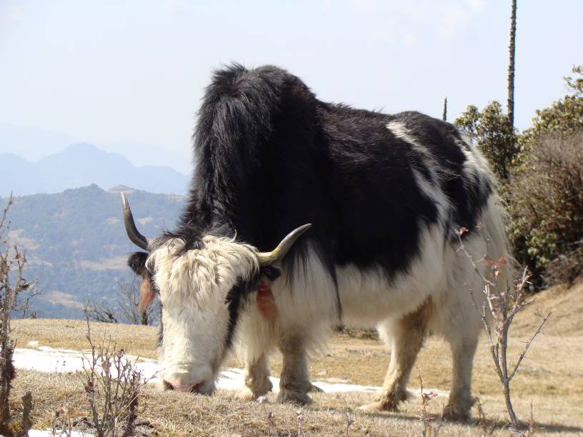 Yaak India Travel Forum