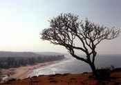 Arambol beach from the cliffs by -m2-.  Tags: Arambol, Goa, Arambol Beach, beach.
