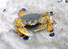 crab