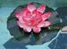 A Perfect Lotus Posture