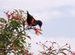 Sunbird