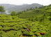 Munnar- Heaven on earth