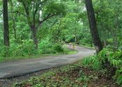 Sylvan Road to Silvassa by snonymous.  Tags: Silvassa, Dadra and Nagar Haveli, Maharashtra, Landscapes.