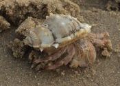 Hermit Crab on Konark Beach by paramiyer.  Tags: Odisha, Konark, beach.