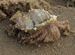 Hermit Crab on Konark Beach