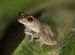 Coorg Frog