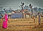 Desert Life by fotobaba.  Tags: Rajasthan, Nagaur, desert.