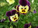 Dog Flowers,,