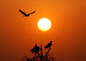Serene Evening in Thar desert by Desertphotographer.  Tags: Bikaner, Rajasthan, desert, evening, Thar Desert.