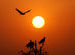Serene Evening in Thar desert
