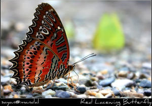 the beauty