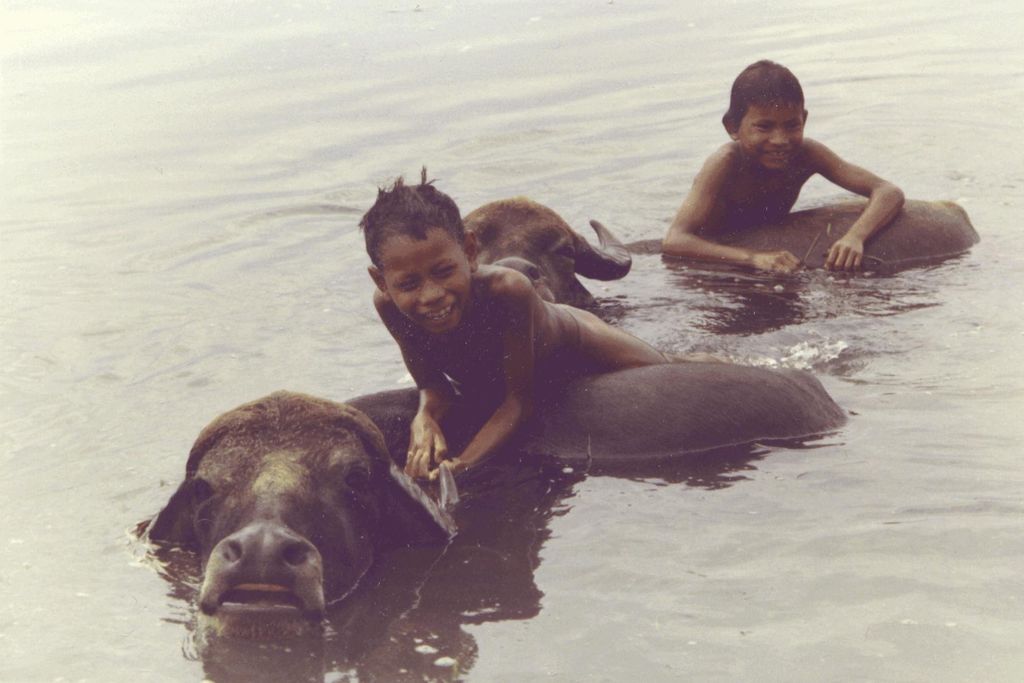 bathing the buffalo