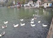 Swans, ducks sailing all over the Nainital Lake by AYAN MUKHERJEE.  Tags: Nainital, Uttarakhand, Nainital Lake, Lakes.