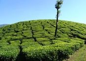 Tea Plantation, Devikulam, Munnar by Sadanand Kamath.  Tags: Munnar, Kerala, Idukki, tea.