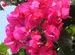 Do not ask me the name of these pretty flowers please @ Pineview Nursery, Kalimpong