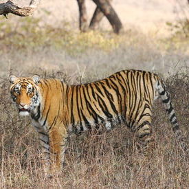 Tiger: Tiger Tiger: Tiger
