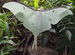 Moth