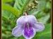 Wildflowers and wild flora of India
