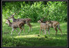 Nagarhole National Park