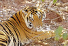 Tigers