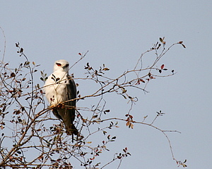 Black Shouldered Kite