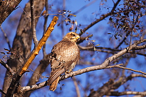 Buzzard