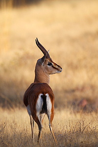 Chinkara