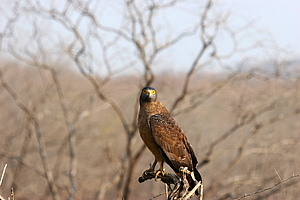 Crested Serpent Eagle