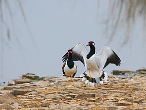 Dance of the RWL