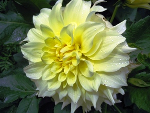 Flower in GMVN-TRH, Deval -  taken care of by the Caretaker lady there