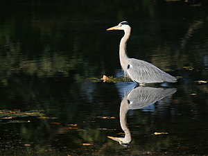 GBH