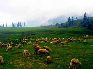Gulmarg