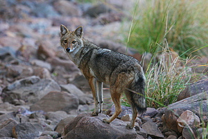 Jackal