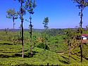 Kutta tea plantation