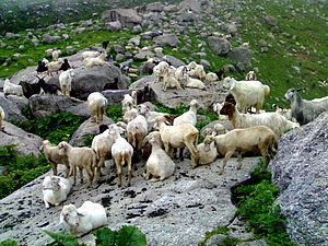 Mcleodganj - 2008
