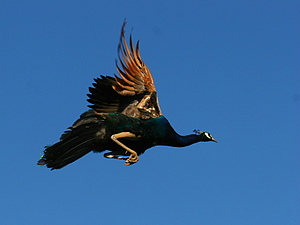 Peacock