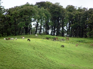 Roopkund Trek - Ali Bugyal-2