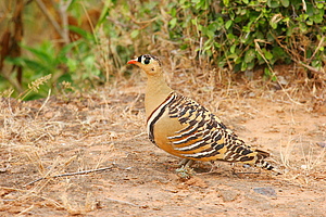 Sandgrouse