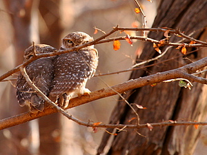 Spotted Owlets