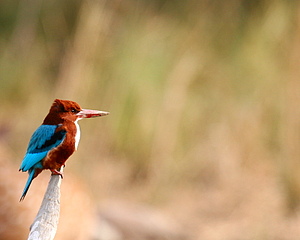 White Breasted Kingfisher