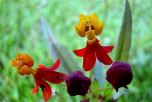 Asclepias wildflower @ Periyar Sanctuary