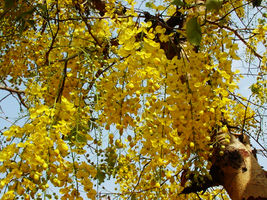 Cassia Fistula  Indian Laburnum