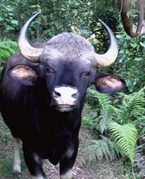 Friendly wild bison
