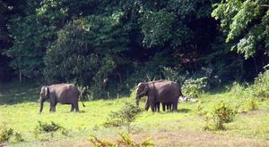 Wild elephants on our trek path @ Periyar Sanctuary