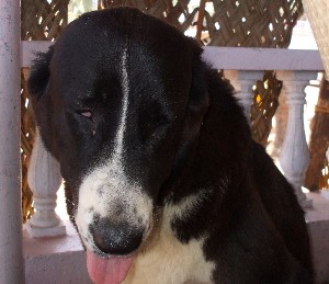 Copy (2) of with dawn 139.jpg