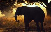 state-formation-proves-a-boon-for-rajaji-park-elephant-11.jpg